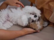 Cute Dogs Clips