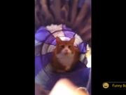 Funny Cats Compilation