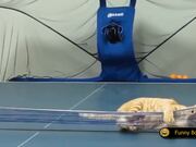 Funny Cats Compilation