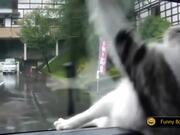 Funny Cats Compilation
