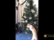 Funny Cats Compilation