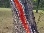 Consequences of Lightning Striking Trees