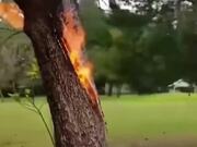 Consequences of Lightning Striking Trees