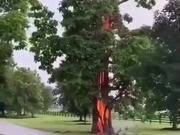 Consequences of Lightning Striking Trees