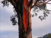 Consequences of Lightning Striking Trees