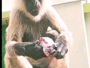 Longoor Shorts Video