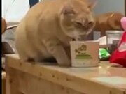 LOL with Funny Animals