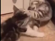 LOL with Funny Animals