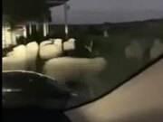 LOL with Funny Animals