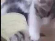 LOL with Funny Animals