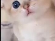 LOL with Funny Animals