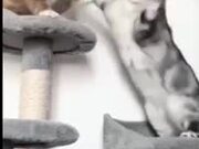 LOL with Funny Animals