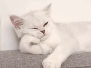 A Must-See Pets Compilation