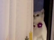 A Must-See Pets Compilation