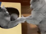 A Must-See Pets Compilation