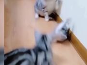 A Must-See Pets Compilation