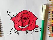 How to Draw a Rose