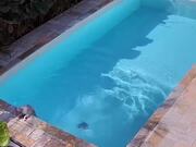 Cats Accidentally Fall Into Pool While Running