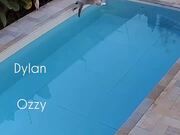 Cats Accidentally Fall Into Pool While Running