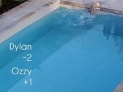 Cats Accidentally Fall Into Pool While Running