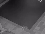 Cats Accidentally Fall Into Pool While Running
