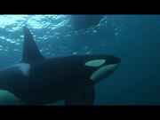 Killer Whale Trailer