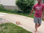 Dramatic Cat Refuses to Walk