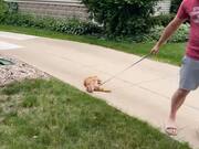 Dramatic Cat Refuses to Walk