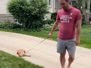 Dramatic Cat Refuses to Walk