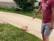 Dramatic Cat Refuses to Walk
