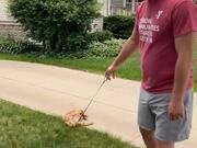 Dramatic Cat Refuses to Walk