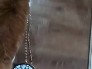 Cat Steals Clock-Shaped Purse