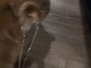 Cat Steals Clock-Shaped Purse