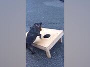 Goofiest Pet Moments