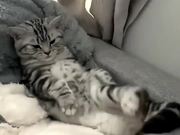 Funny Cats