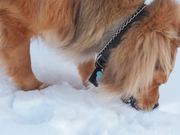Eating Snow