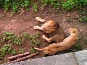 Never Wake A Sleeping Lion