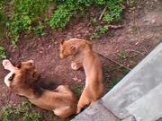 Never Wake A Sleeping Lion