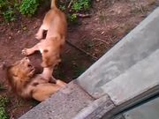 Never Wake A Sleeping Lion