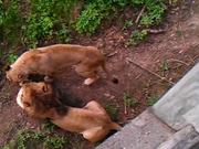 Never Wake A Sleeping Lion