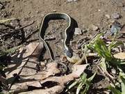 Diablo Range Garter Snake