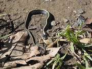 Diablo Range Garter Snake