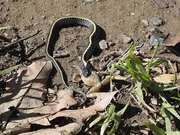 Diablo Range Garter Snake