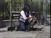Alligator Wrestling