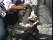 Alligator Wrestling