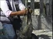 Alligator Wrestling
