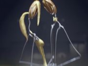 Chandon - After Party