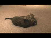 Cat vs Kitten