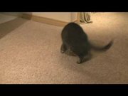 Cat vs Kitten