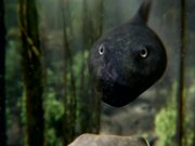 Freeview ‘Pondview’